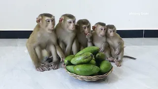 5 Little Dodo Mori Donal Moly & Zuji Sit Orderly Waiting To Cut Mango For
