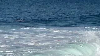 Brave Swimmer in La Jolla, CA