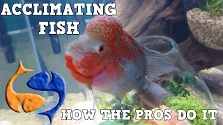 How The Pros Acclimate Fish! Tank Talk Presented by KGTropicals