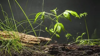 Eternal terrarium - 10 months in 5 minutes (timelapse)