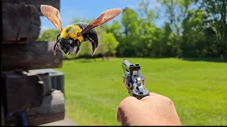 HOW TO GET RID OF CARPENTER BEES VOLUME III -  NOW, IT'S PERSONAL