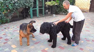 German Shepherd and Black Russian Terrier. Fani and Esaul.