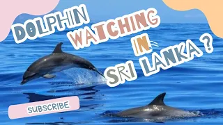 Dolphin Watching Cruise in Sri Lanka 🇱🇰 ? #sailingadventure #srilanka #srilankavlog #dolphin