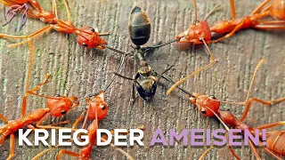 Der brutale Krieg der Ameisen!