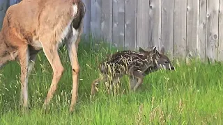 baby deer ocean shores check up. approx 6hrs old...