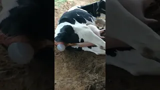 first time hf cow calf calving