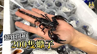 【飼育屋】開箱200隻蠍子！雨林科幻生物