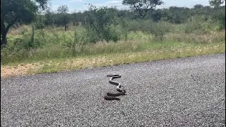 Black mamba vs puff adder.