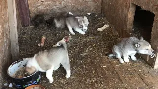 Щенки западносибирской лайки!