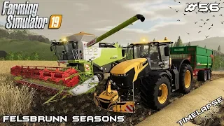 Starting harvest - Wheat | Animals on Felsbrunn Seasons | Farming Simulator 19 | Episode 56