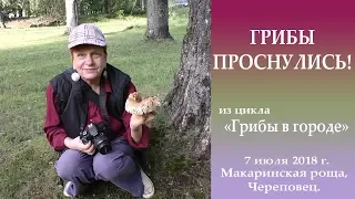 Грибы проснулись!  Дневник грибника 7 июля 2018 года.