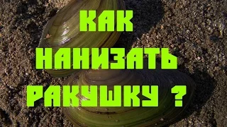 Как нанизать ракушку? Сом_Елец