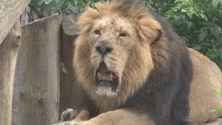 Lucifer the 30 stone lion gets health check at London Zoo before moving to new home