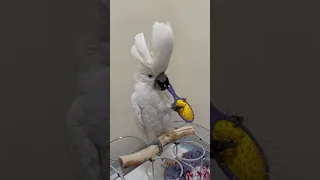 Flying hairbrush #parrot #cockatoo #bird #dancing #twirling