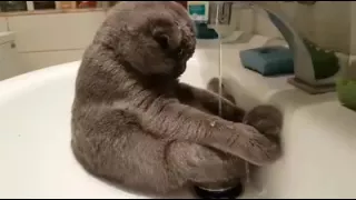 Кот Уильямс принимает душ
