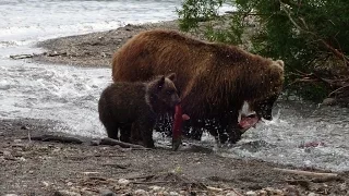 Lachsfanglektion für kleine Teddybären am ersten Bächlein der Nordbucht , am Kurilensee - 40009