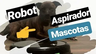 Los 3 Mejores Robot Aspirador para Mascotas 2022 ✅ ( En Amazon)