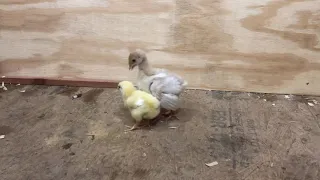 Baby Turkey Meets Baby Chick