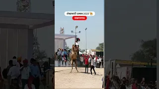 Shekhwati Utsav 2023 | Rajasthani Camel Dance 🐪 #shortsvideo #viral