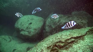 The deep water of Lake Tanganyika.