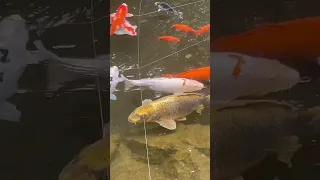 Ang ginto na isda naka tingin sa camera (Gento) #shorts#koi #trending #fish #gold