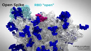 The glycan gate opens