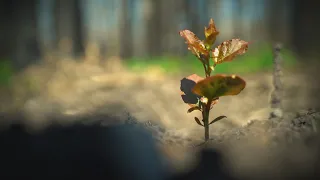 La semaine verte | Le pouvoir décontaminant des plantes