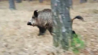 Wild boar. Дикий кабан. Свиня дика. Вепрь. Свинья. Pig. Wildschwein.