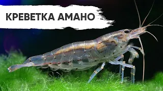 Креветки Амано. Amano shrimp. Caridina japonica