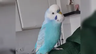 FUNNY BUDGIE MOMENTS | Charlie the Budgie | BEST OF | Cutest memes