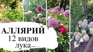 Моя коллекция луков многолетних / Аллярий