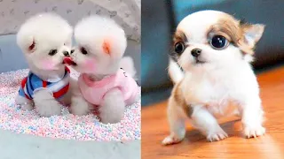 Funny animals 2020 - Cute dogs doing funny things #2 | Funny dogs