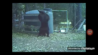 Instant Karma bear hit in the nuts for messing with my water tank (Reversed)