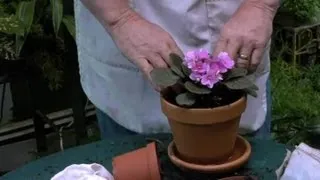 How to Care for Small, Potted African Violet Plants : Gardening With Succulents & More