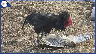 Top 10 Roosters Fights With Horse, Hawk, Human