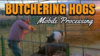 Mobile PIG BUTCHERING: Pro Tips for Stunning, Eviscerating, Skinning, and Halving