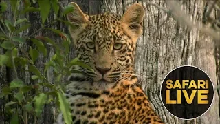 safariLIVE  - Sunrise Safari - August 27, 2018