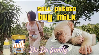 Harvest potatoes and sell them to get money to buy milk for baby monkey Do Do