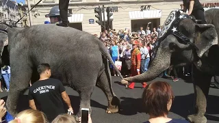 По улице слона водили.