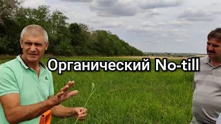 Органический No-till, опыт  Александра Федоренко