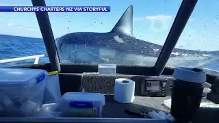 Caught on Video: Shark lands on boat in New Zealand