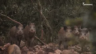 « L’appel du sanglier », un film de chasse avec Johanna Clermont