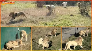 Львы, бегите! Ураган на свободе! Шухер в саванне ч.1 Тайган. Lions life in Taigan.