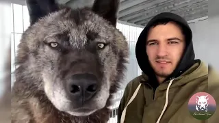 This Man Keeps the Largest Wolves in the World As Pet