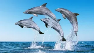 Учёные расшифровали речь дельфинов. Факты  которые удивляют. Док. фильм.