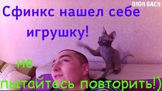 Донской Сфинкс Жорик играется с другом! Не пытайтесь повторить! [#Донской Сфинкс]