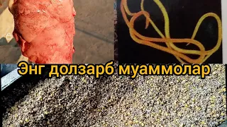 Кучкорларга олтингугурт бериш тартиби кучкор бокадиганлар учун махсус