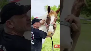 A GENTLE HORSE ADJUSTMENT 🐴 Equine Chiropractor