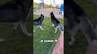 Que Me Ahogo!!! 🤣 ¡Socorro! 🤔¿Me salvarán mis perros? 🐶🤪😂