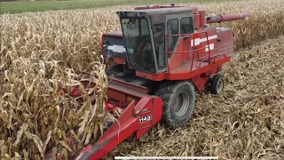 Massey Ferguson 550 Combining Corn 11/6/22 @farmingwithjunk1848